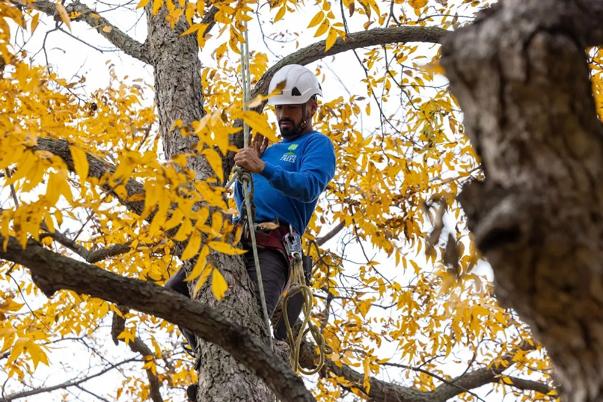 Skilled Tree Pruning crew working in Wolflake